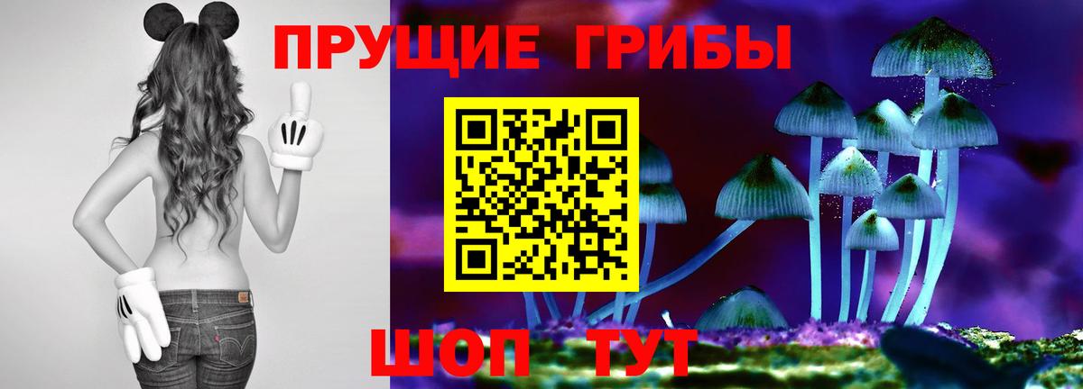 Будённовск  Псилоцибиновые грибы Psilocybine cubensis  Вход с VPN 